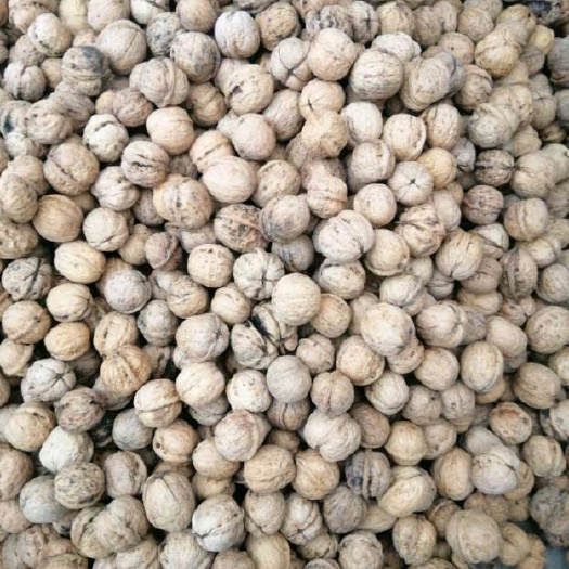 惠州 新疆核桃