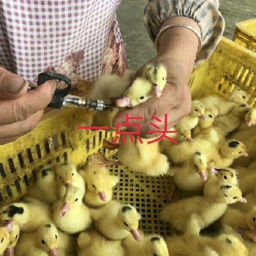 遵义 一点头鸭苗
