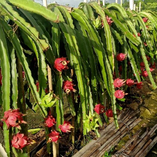 开平市红心火龙果苗 这批已全部预售完，下批6月底有货，现在开始预定