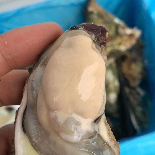 诏安县阳江生蚝 深海生蚝