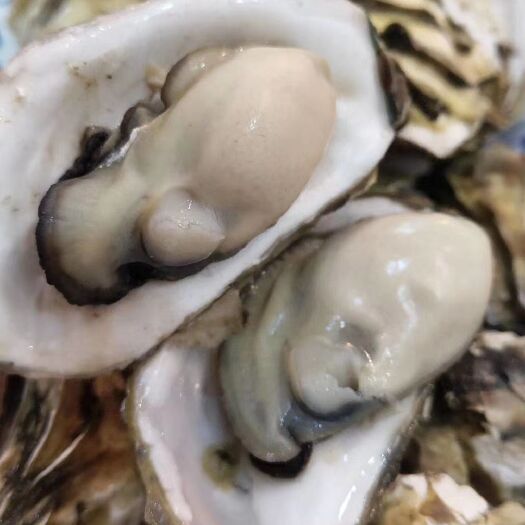 诏安县广州生蚝 深海生蚝