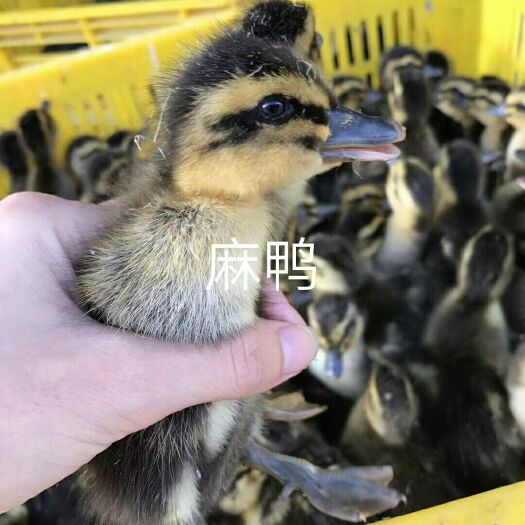 遵义 麻鸭苗