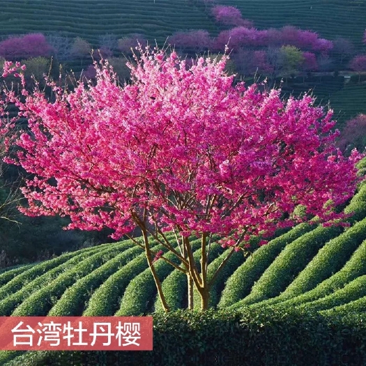 宜黄县牡丹樱，樱花新品种，2020年照片