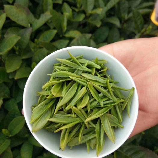 庐山市 庐山云雾茶