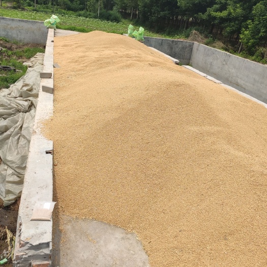 巩义市小麦种子 买小麦