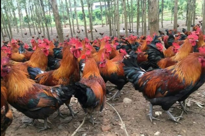 云南正宗黑瑶鸡苗，包打疫苗，孵化场直供，路损包赔，高成活率