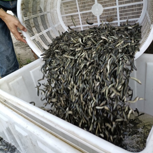 潜江市乌鳢苗  黑鱼苗