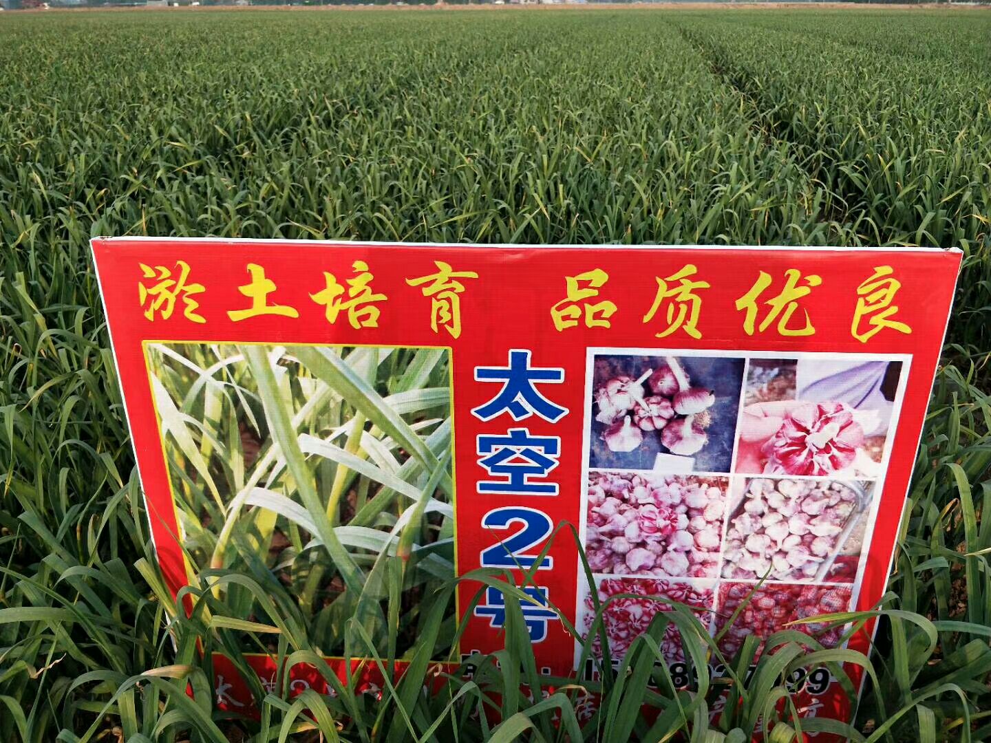 杞县大蒜种子  早中熟太空王二号紫红皮蒜种，抗病抗倒产量高。