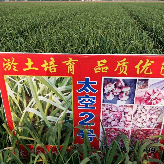 大蒜种子  早中熟太空王二号紫红皮蒜种，抗病抗倒产量高。