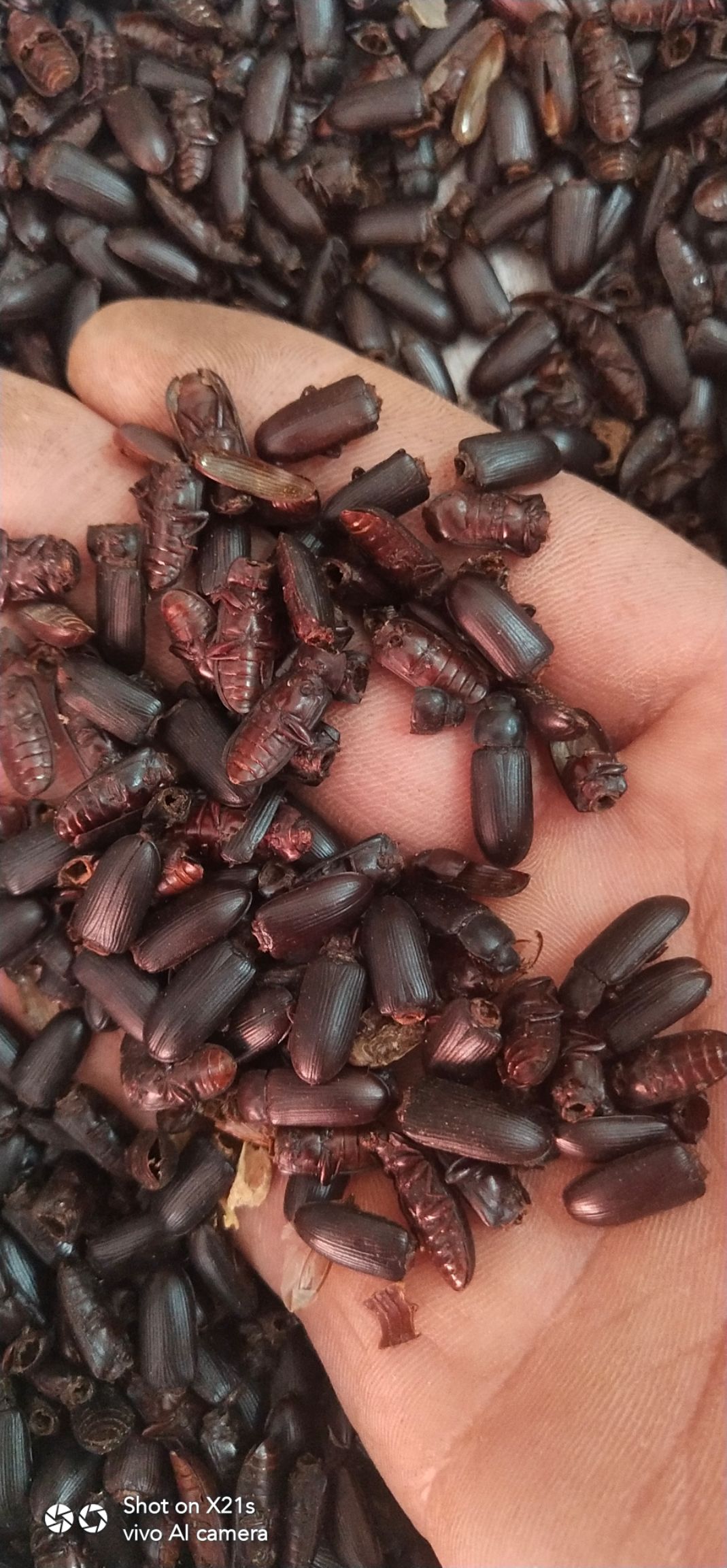 红虫 磕头虫，别名九玲虫