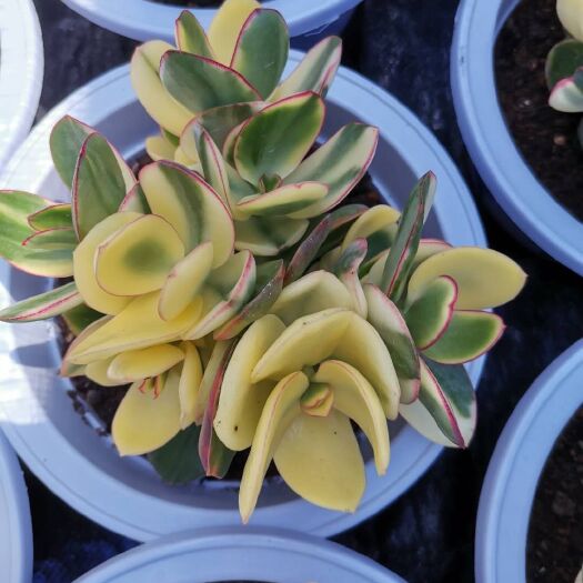 漳州 落日之艳一箱6盆150元