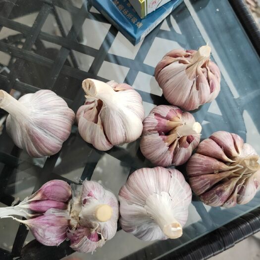 丰县大蒜种子  红根蒜苗种子，川蒜，苔蒜，大蒜，基地直发，诚信代