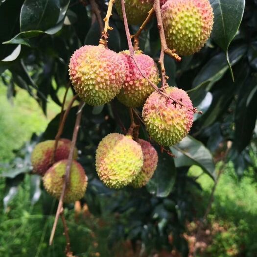 灵山县广西正宗嫁接3-5年妃子笑荔枝大苗当年结果苗