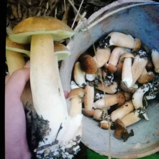 丘北县黄牛肝菌 牛干菌