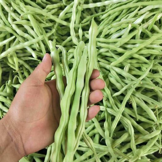 兴城市 辽宁兴城精品白条豆角大量批发，价格便宜货美