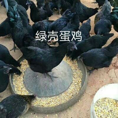 遵义 五黑绿壳蛋鸡苗