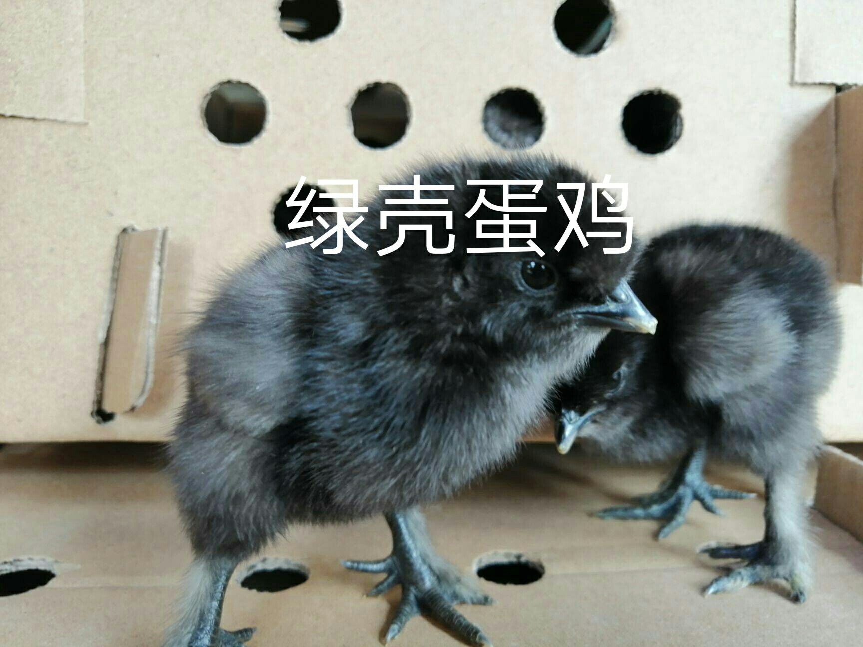  五黑绿壳蛋鸡苗