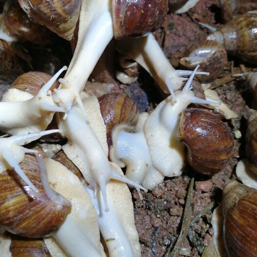 广昌县白玉蜗牛