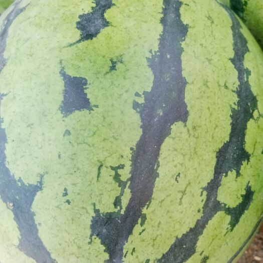 西瓜大量批发，质量好，价格便宜