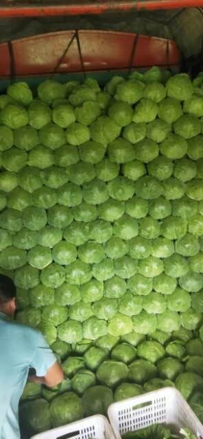 包菜  圆白菜