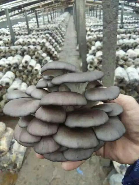 水富市菌棒（不含菌种）  云贵高原高产量无污染菌包菌棒出售