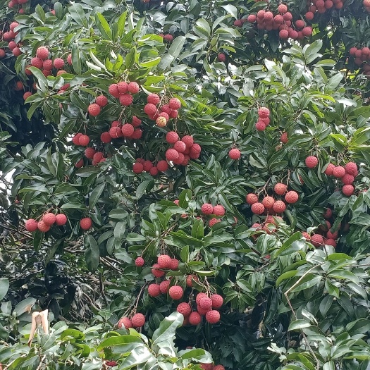 隆安县 精品禾荔！荔枝大量上市