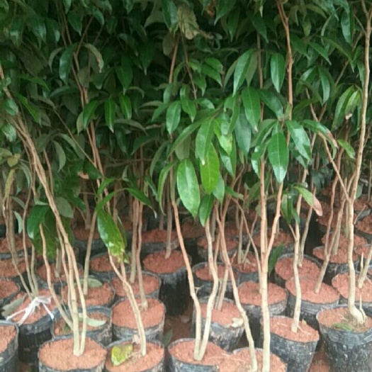 灵山县 荔枝苗