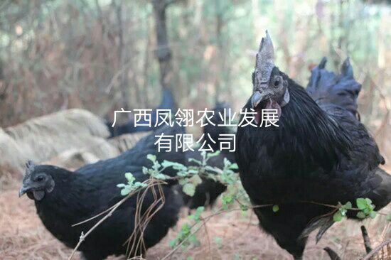  五黑绿壳蛋鸡苗