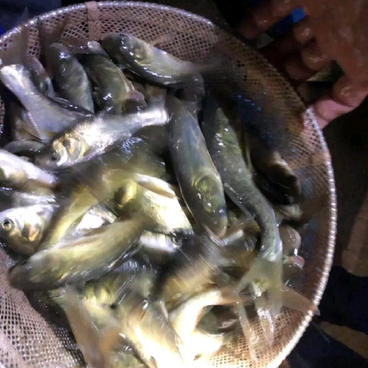 通城县优质精养3至15公分白鲢苗 鲢鱼苗，供应各类鱼苗