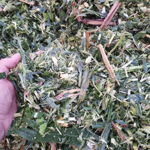 青储草  青绿饲料，青储甜象草