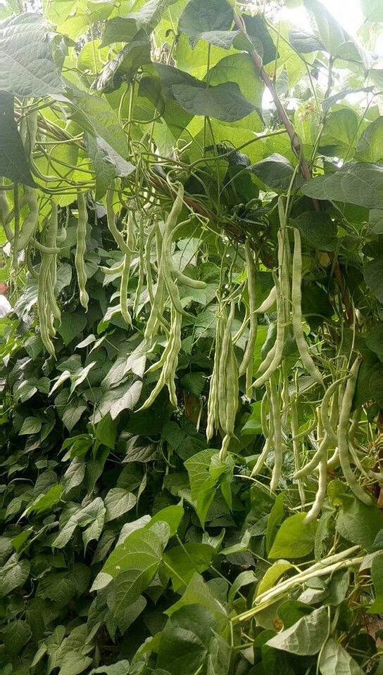 白芸豆  高产，抗病的品种蔬菜种子