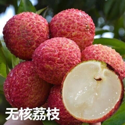 灵山县无核荔枝苗  ，优质嫁接A4 裸根 土球 营养杯苗包邮