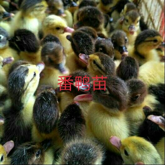 番鸭苗