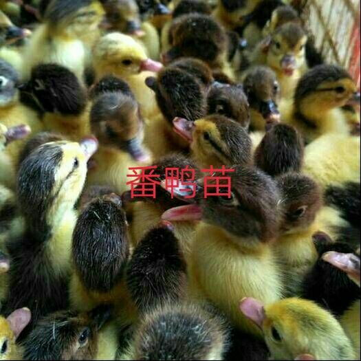 遵义 番鸭苗