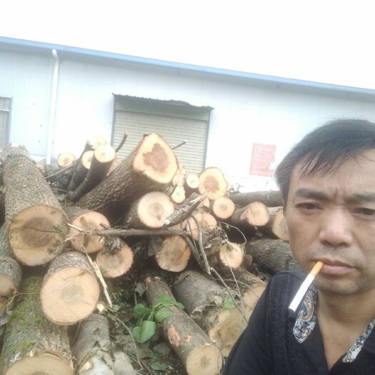 石阡县木材  本地山柏杨，水柏杨长度2.6米，1.3米，尾径10一60公分