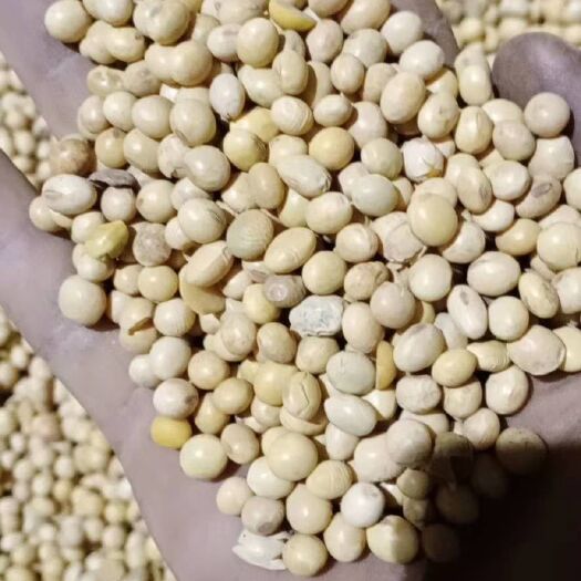 天津 俄罗斯非转基因大豆