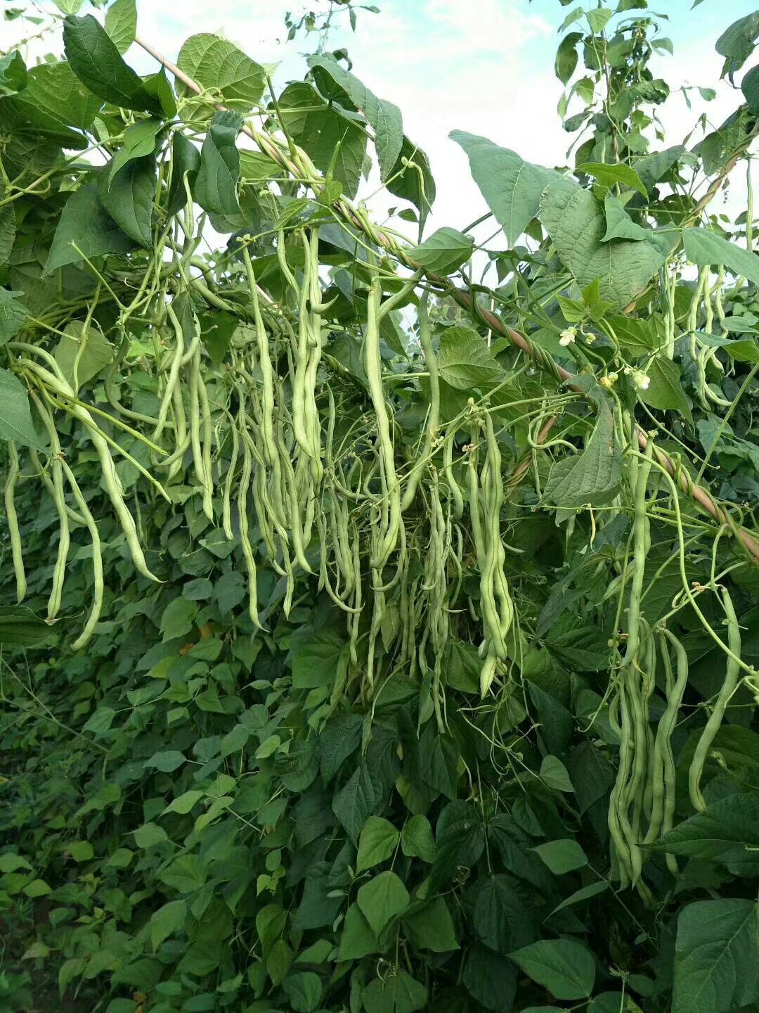 白芸豆  高产，抗病的品种蔬菜种子