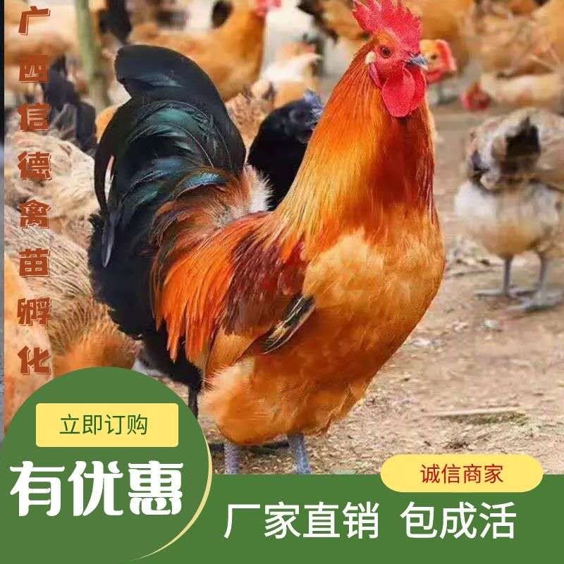 大種青腳麻雞苗 包打疫苗 包路損 可批發零售 可發快遞