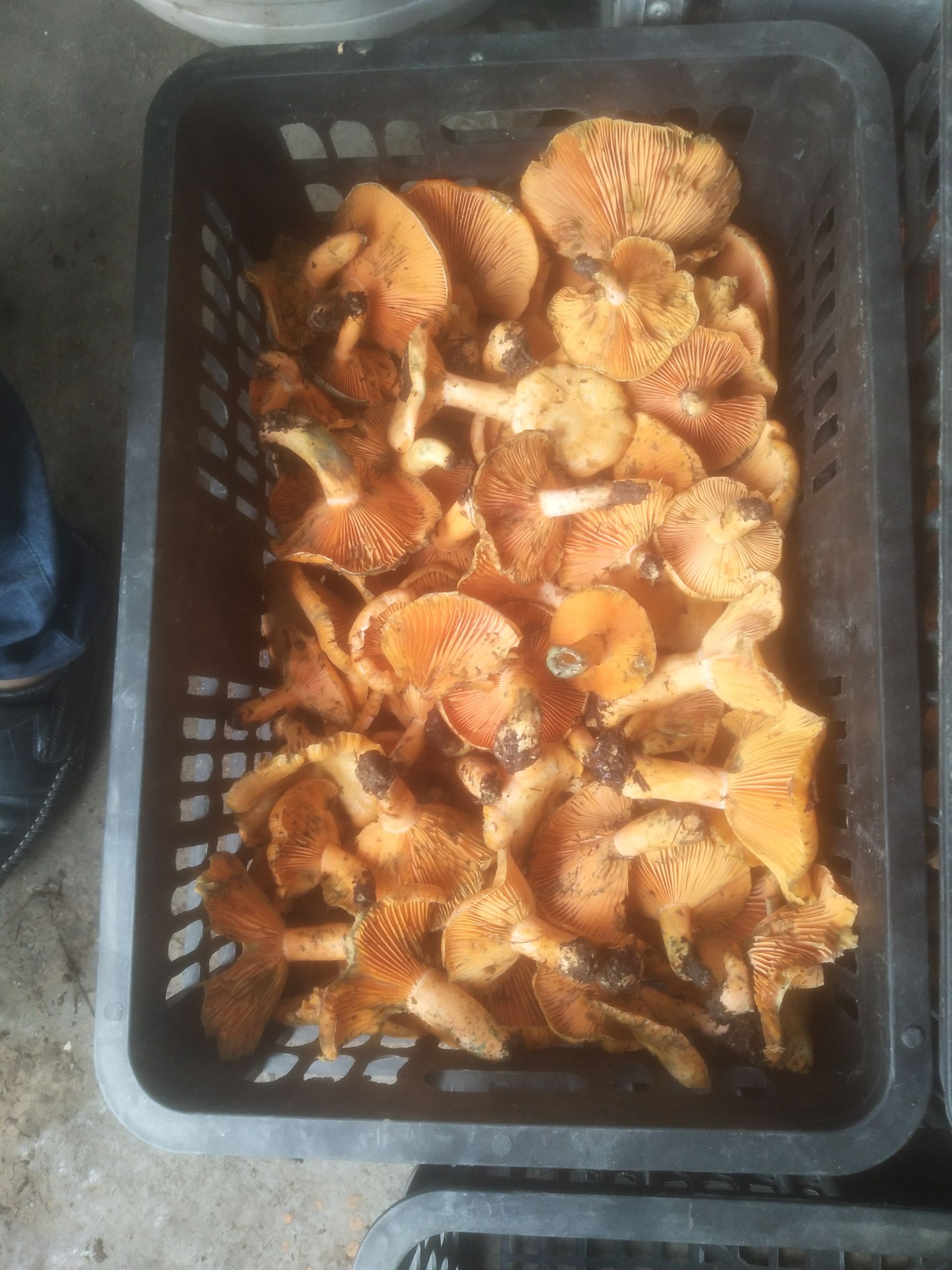 鲜平菇 有大量的菌菇。有需要的老板没