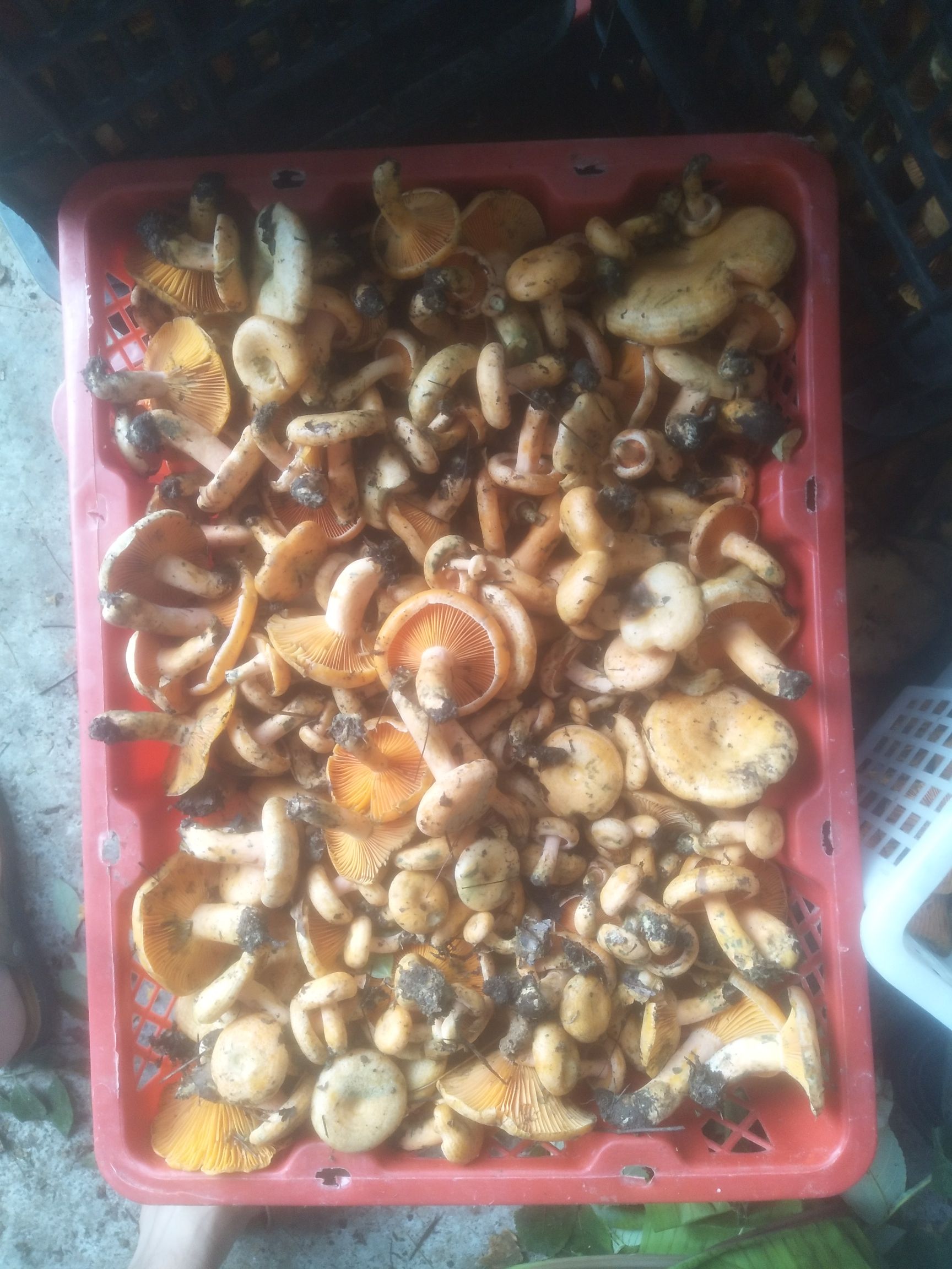 鲜平菇 有大量的菌菇。有需要的老板没