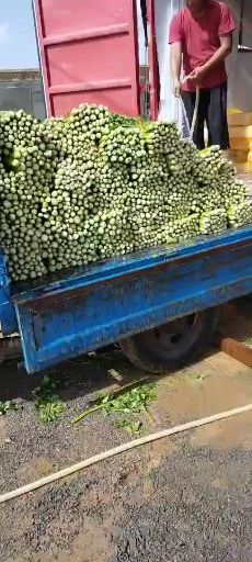 西芹  陜北精品芹菜量大優(yōu)惠，歡迎選購