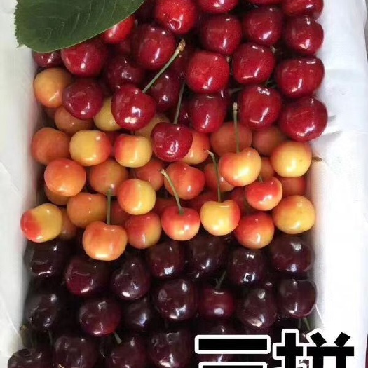 烟台 山东烟台大樱桃，有美早 拉宾斯 雷尼 萨蜜脱 黄蜜樱桃。