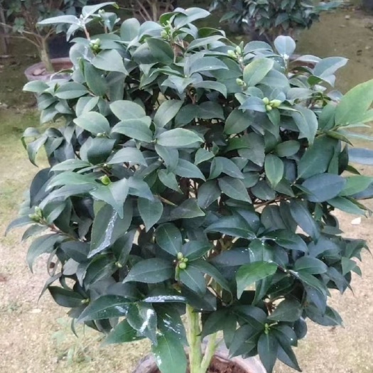 漳平市 茶花