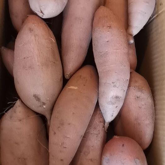 瓦房店市 红心王红薯，拔丝，烤瓜，期待各地开发商来电合作