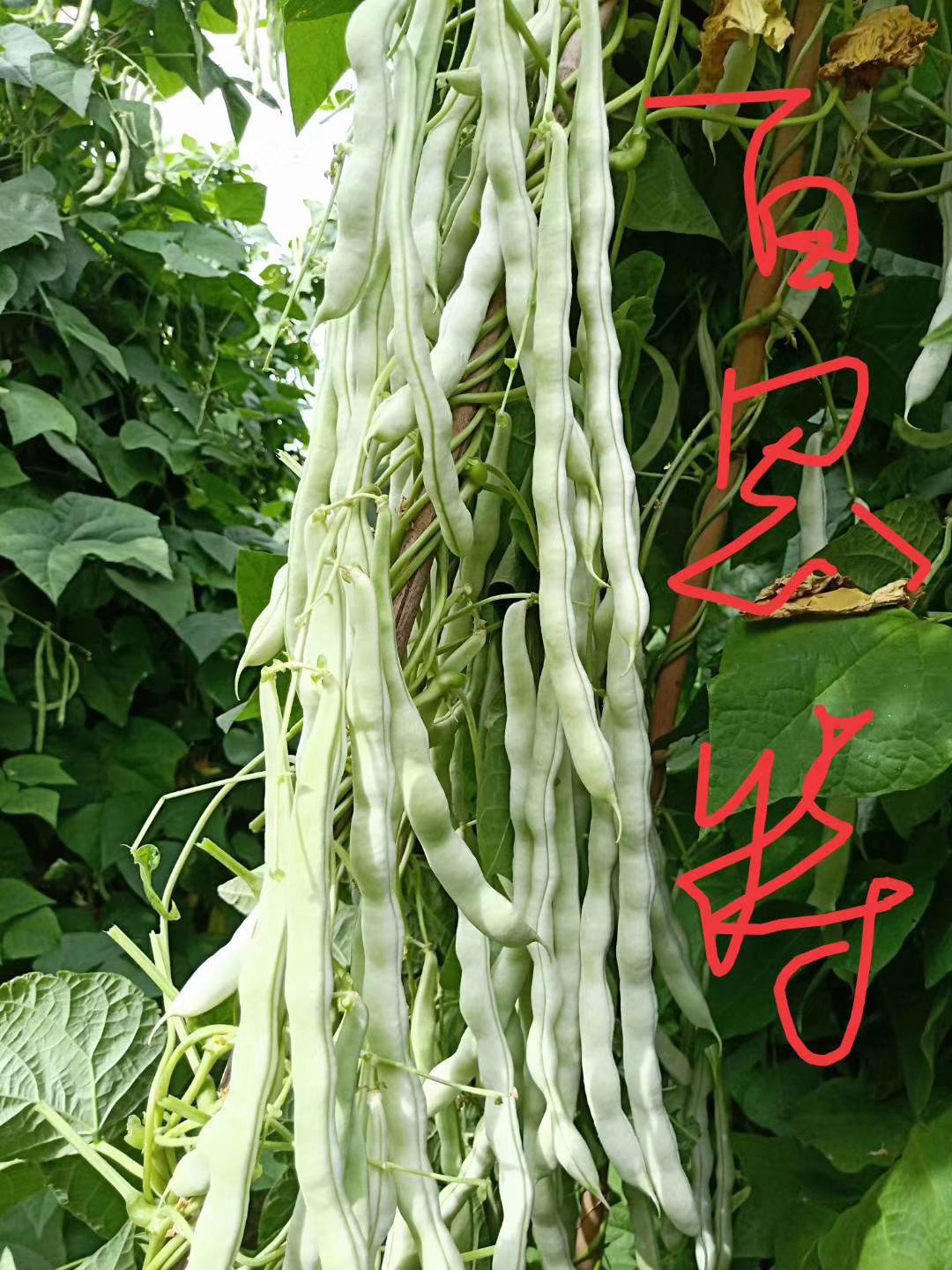 白芸豆  高产，抗病的品种蔬菜种子