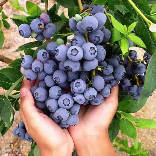 平邑县蓝莓苗带土带果发货盆栽蓝莓南北方种植