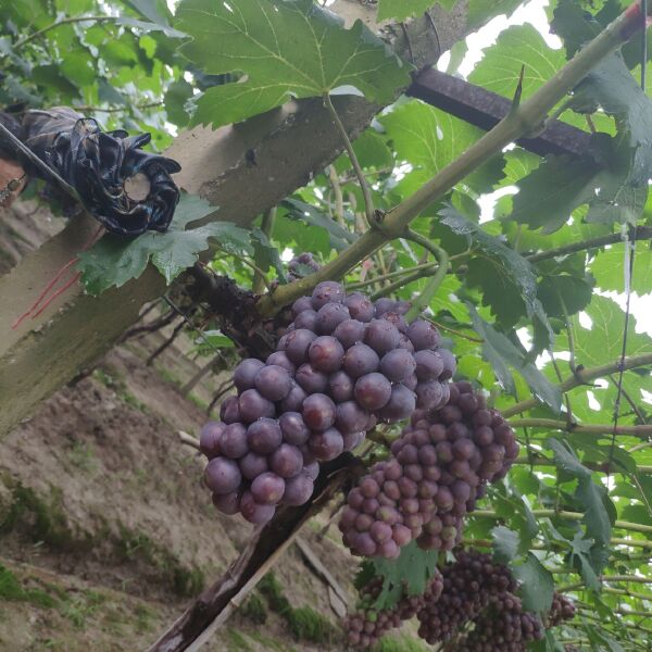  大量夏黑葡萄上市，需要的联系