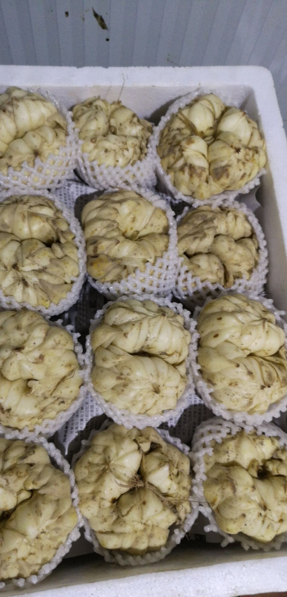 龙牙百合 新鲜龙芽百合