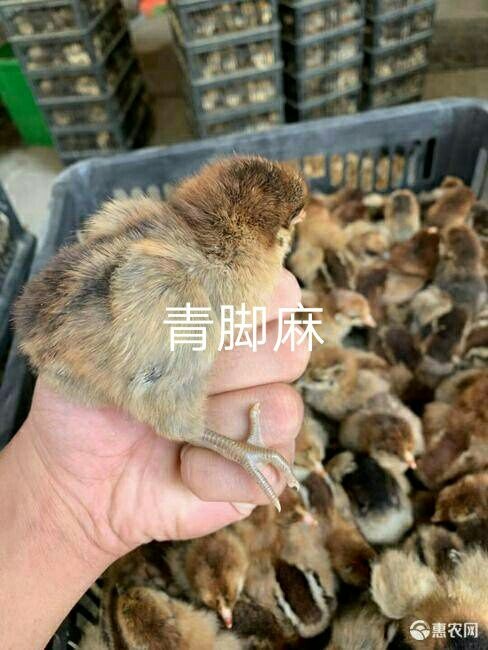 遵义 青脚麻鸡苗