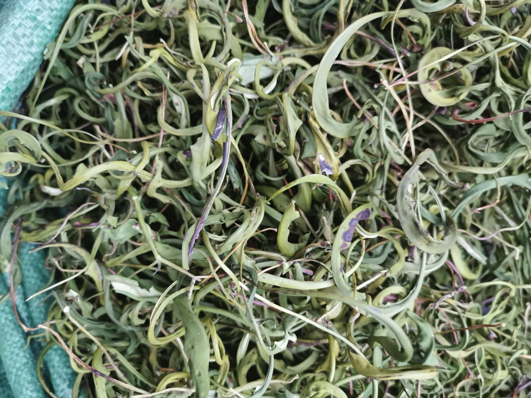 1斤 老挝化石草 中叶子化石草 肾精茶 现货批发